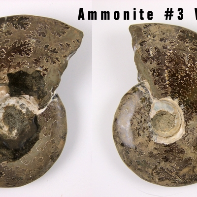 ammonite fossil whole 3