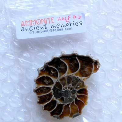 ammonite half #6
