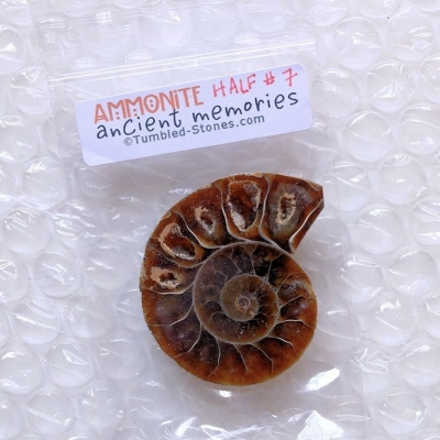 ammonite half #7
