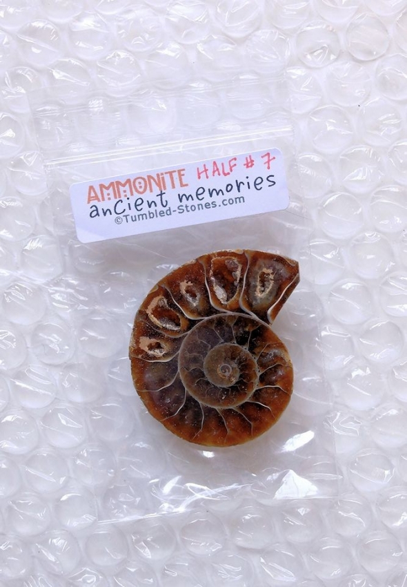 ammonite half #7
