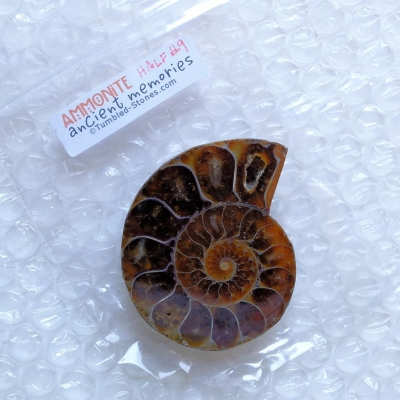 ammonite half #9