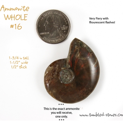 ammonite fossil whole 16