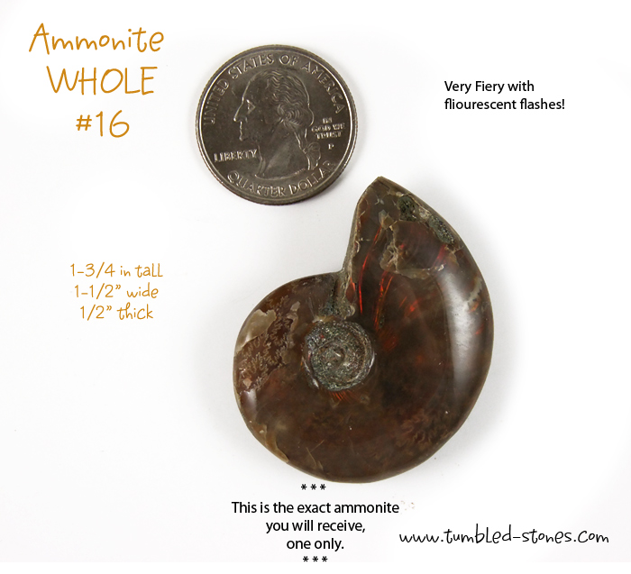 ammonite fossil whole 16