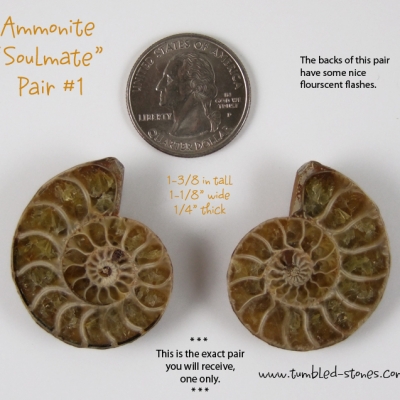 ammonite pair 1-lg