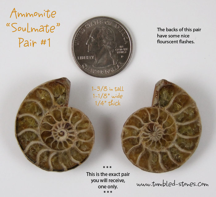 ammonite pair 1-lg