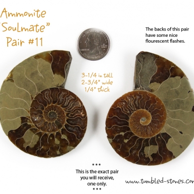 ammonite pair 11-lg