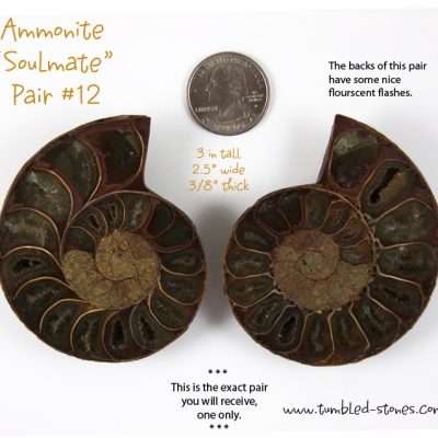 ammonite pair 12-lg