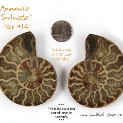 ammonite pair 14-lg