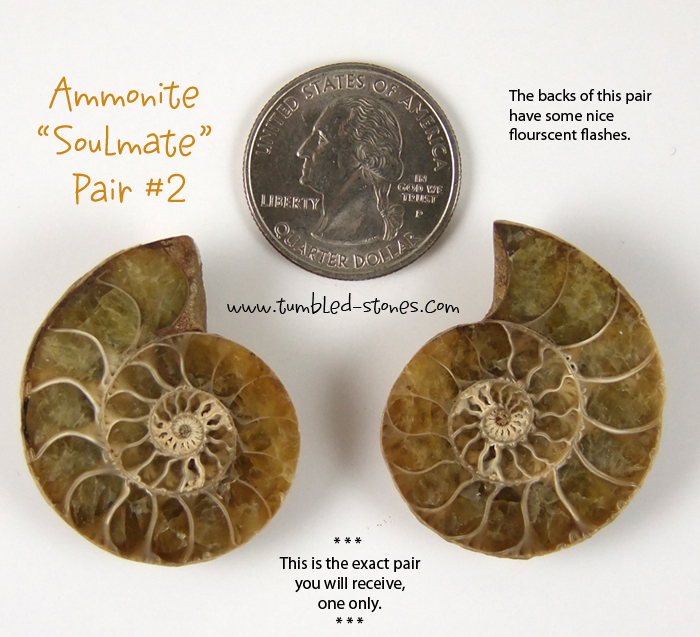 ammonite pair 2-lg