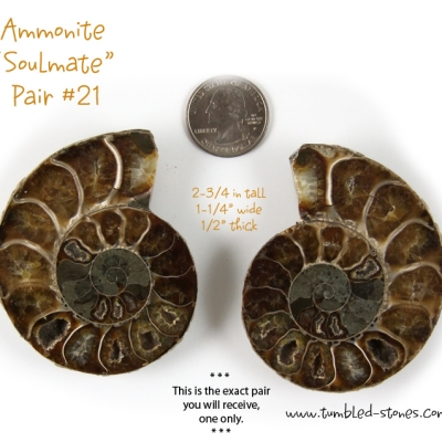 ammonite pair 21-lg