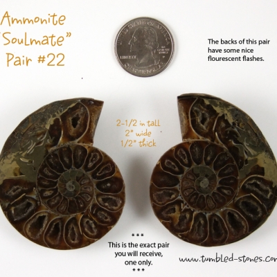 ammonite pairs 22-lg