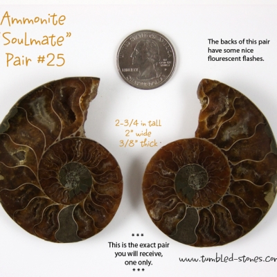 ammonite pair 25-lg