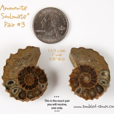 ammonite pair 3-lg