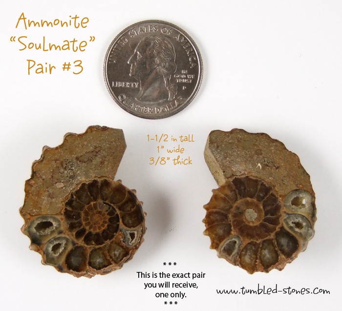 ammonite pair 3-lg