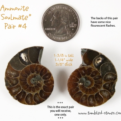 ammonite pair 4-lg