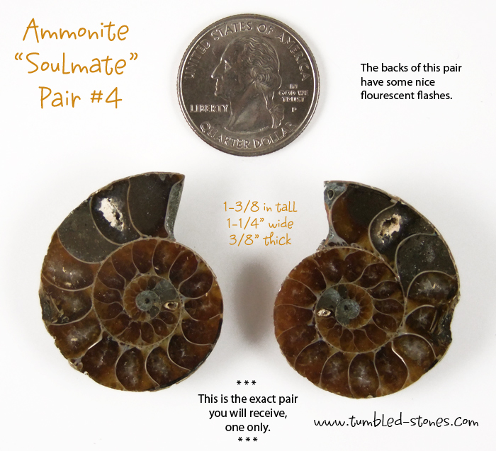 ammonite pair 4-lg