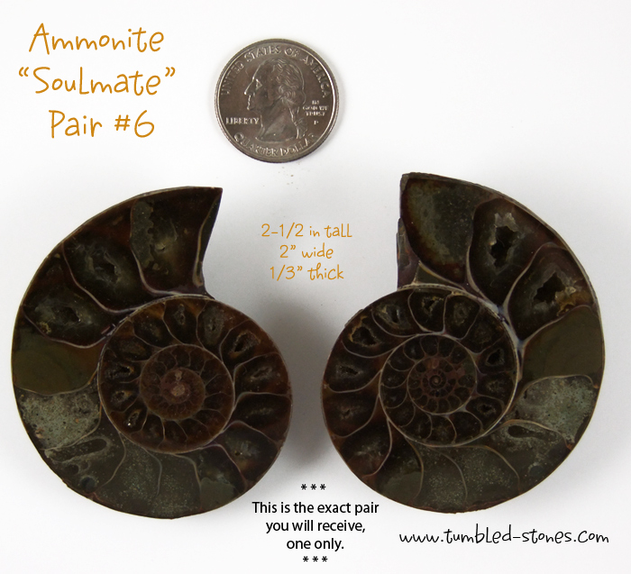 ammonite pair 6-lg