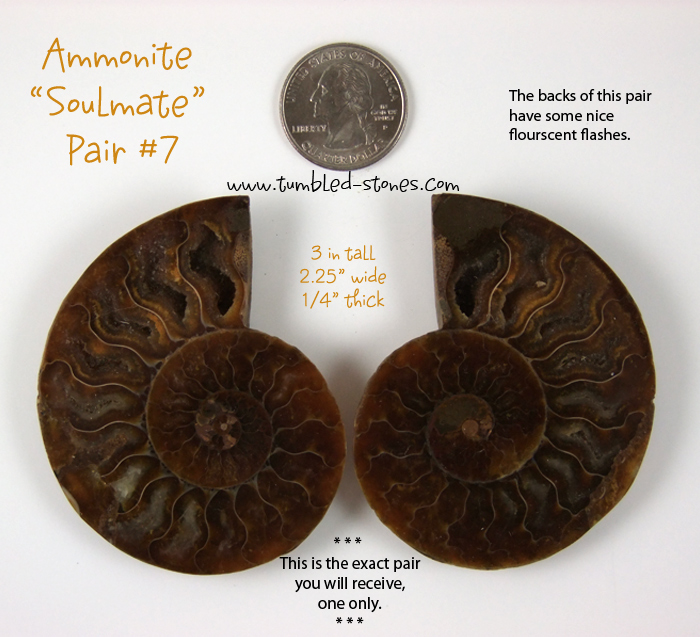 ammonite pair 7-lg
