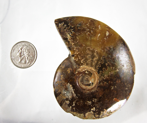 ammonite fossil whole 1