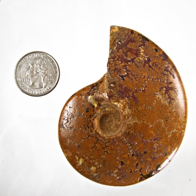 ammonite fossil whole 4